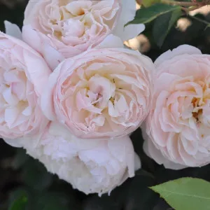Natural Aroma ® Floribunda Rózsa cserépben 3L