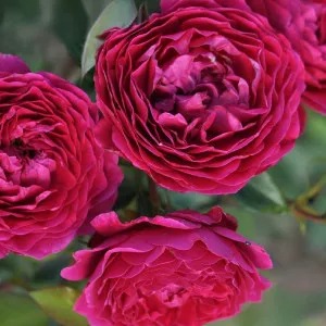 Pure Aroma ® Floribunda Rózsa cserépben 3L