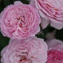 Unique Aroma ® Floribunda Rózsa cserépben 3L