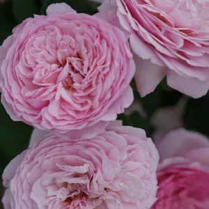 Unique Aroma ® Floribunda Rózsa cserépben 3L