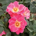 Exotic Mella ® Teahibrid rózsa cserépben 3L