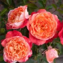 Hippie Fashion ® Floribunda Rózsa cserépben 3L