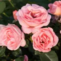 Perfume Fashion ® Floribunda Rózsa cserépben 3L