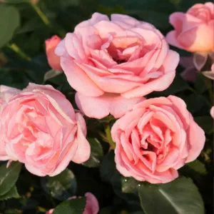 Perfume Fashion ® Floribunda Rózsa cserépben 3L
