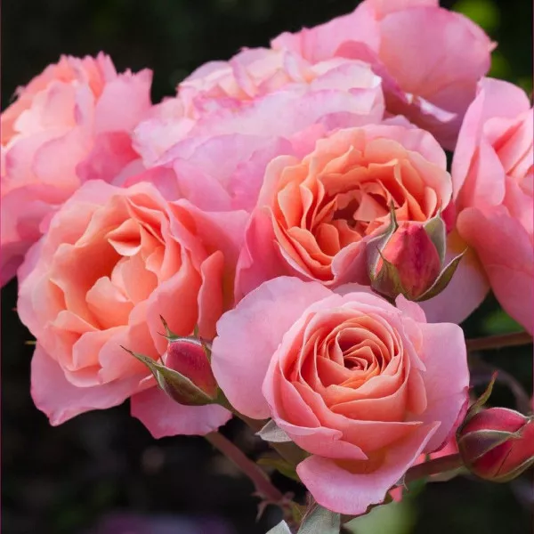 Trendy Fashion ® Floribunda Rózsa cserépben 3L