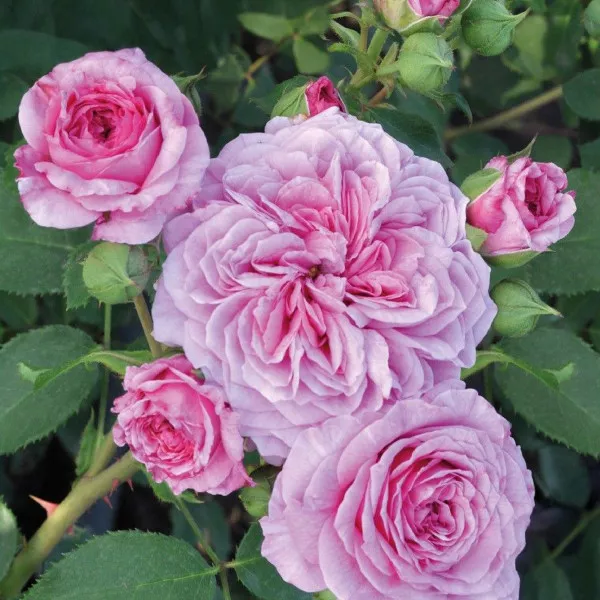 Marija Frayla ® Floribunda Rózsa cserépben 3L