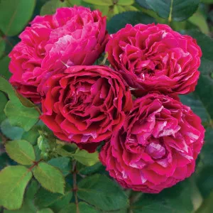 Konstantina Freska ® Floribunda Rózsa cserépben 3L