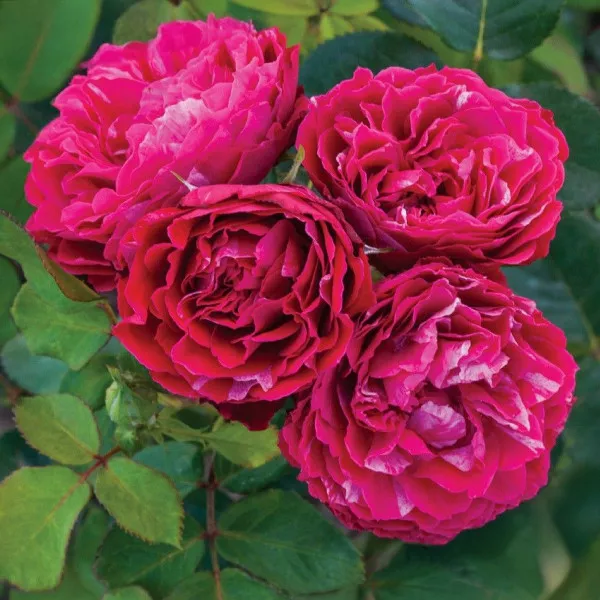 Konstantina Freska ® Floribunda Rózsa cserépben 3L
