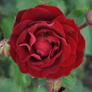 Morava Reka ® Floribunda Rózsa cserépben 3L
