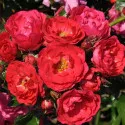 Nera Reka ® Floribunda Rózsa cserépben 3L