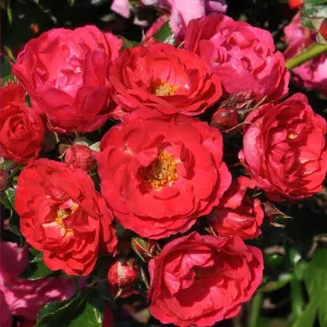 Nera Reka ® Floribunda Rózsa cserépben 3L