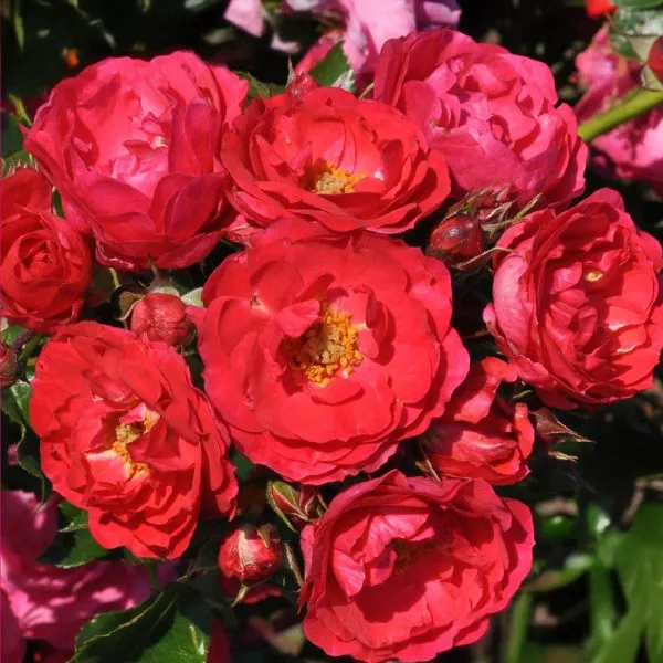 Nera Reka ® Floribunda Rózsa cserépben 3L