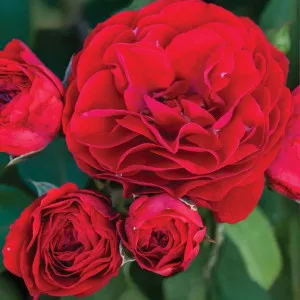 Tara Reka ® Floribunda Rózsa cserépben 3L
