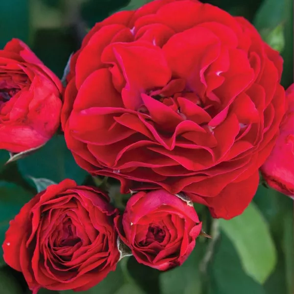 Tara Reka ® Floribunda Rózsa cserépben 3L