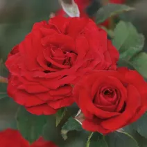 Carmine Vaza ® Floribunda Rózsa cserépben 3L