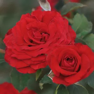Carmine Vaza ® Floribunda Rózsa cserépben 3L
