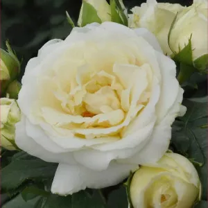 Pearl Vaza ® Floribunda Rózsa cserépben 3L