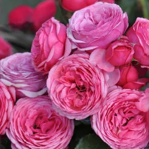 Pink Vaza ® Floribunda Rózsa cserépben 3L