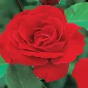 Paul's Scarlet Climber Futó rózsa cserépben 3L