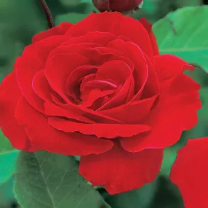 Paul's Scarlet Climber Futó rózsa cserépben 3L