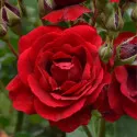 Europeana Floribunda Rózsa cserépben 3L