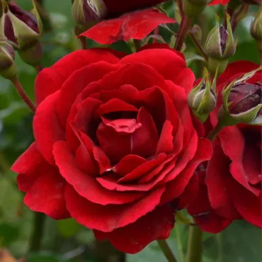 Europeana Floribunda Rózsa cserépben 3L