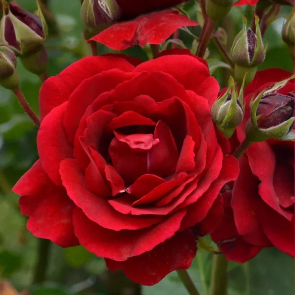 Europeana Floribunda Rózsa cserépben 3L
