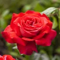 Dame de Coeur Teahibrid rózsa cserépben 3L
