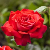 Dame de Coeur Teahibrid rózsa cserépben 3L