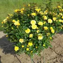 Flower Power Gold ® Törpe rózsa cserépben 3L