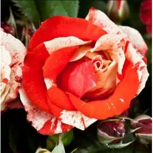 Polyantha Rózsa Hanky Panky cserépben 2L