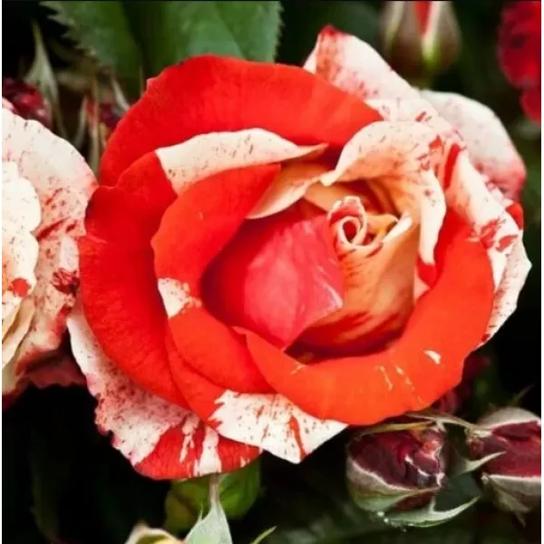 Polyantha Rózsa Hanky Panky cserépben 2L