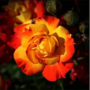 Polyantha Rózsa Rumba cserépben 2L