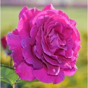 Purple Orient Teahibrid Rózsa cserépben 2L