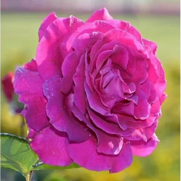 Purple Orient Teahibrid Rózsa cserépben 2L