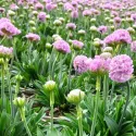 Rózsaszín pázsitszegfű (Armeria Armada)