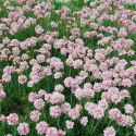 Rózsaszín pázsitszegfű (Armeria Armada)