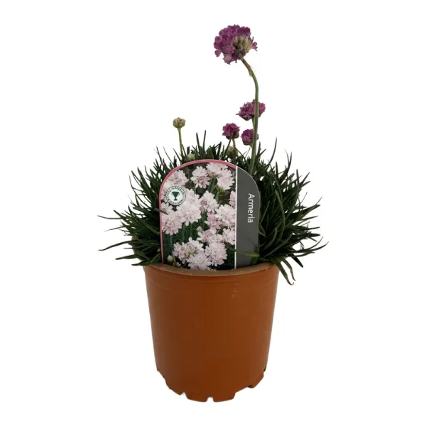 Rózsaszín pázsitszegfű (Armeria Armada)