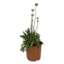 Fehér széleslevelű pázsitszegfű (Armeria Ballerina)