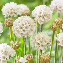 Fehér széleslevelű pázsitszegfű (Armeria Ballerina)