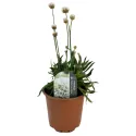 Fehér széleslevelű pázsitszegfű (Armeria Ballerina)