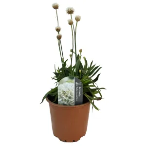 Fehér széleslevelű pázsitszegfű (Armeria Ballerina)