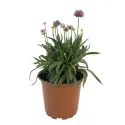 Lila/rózsaszín széleslevelű pázsitszegfű (Armeria Ballerina)