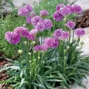 Lila/rózsaszín széleslevelű pázsitszegfű (Armeria Ballerina)