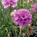 Lila/rózsaszín széleslevelű pázsitszegfű (Armeria Ballerina)