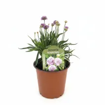 Lila/rózsaszín széleslevelű pázsitszegfű (Armeria Ballerina)