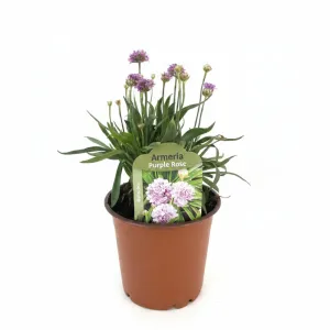 Lila/rózsaszín széleslevelű pázsitszegfű (Armeria Ballerina)