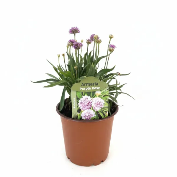 Lila/rózsaszín széleslevelű pázsitszegfű (Armeria Ballerina)