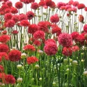 Piros széleslevelű pázsitszegfű (Armeria Ballerina)