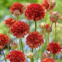 Piros széleslevelű pázsitszegfű (Armeria Ballerina)